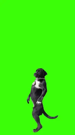 Cachorro.