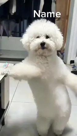 하이디라오를 추는 강아지가 되어보세요