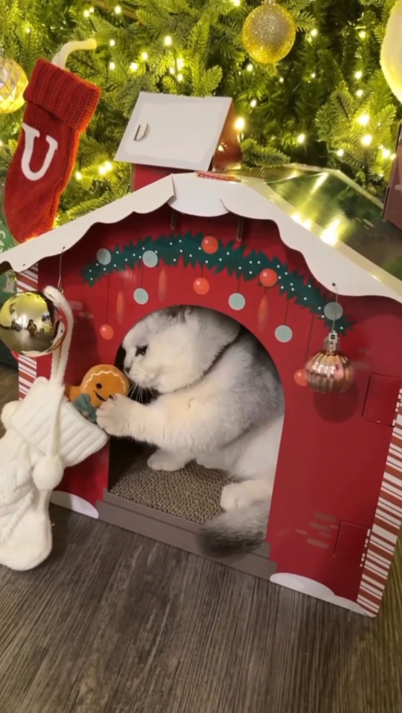 Casa de Navidad para gatos 