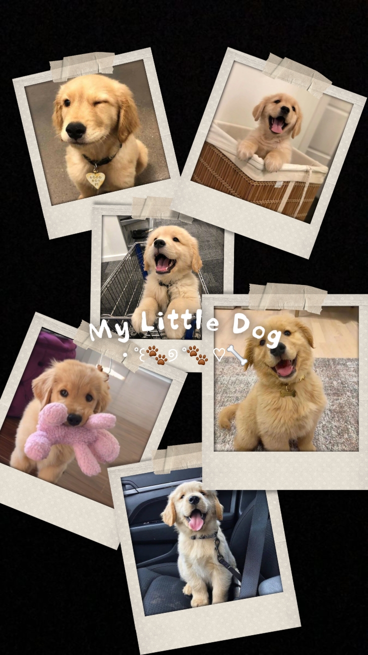 Mi Perrito