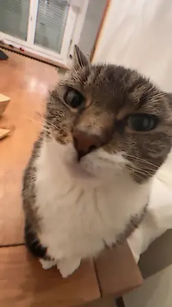 catcare