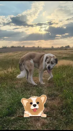 Happy dog