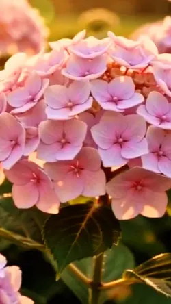 粉色绣球花