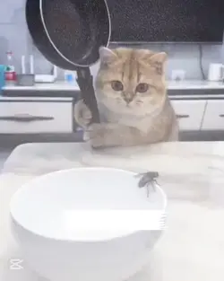 Drôle chat