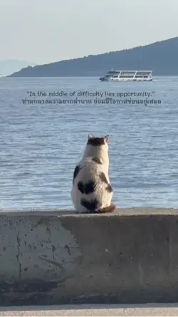 🐈✨