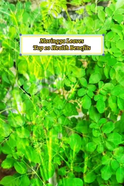 Malunggay Benefits