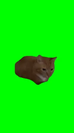 bouncing cat meme