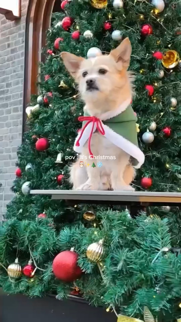 Mascota navideña