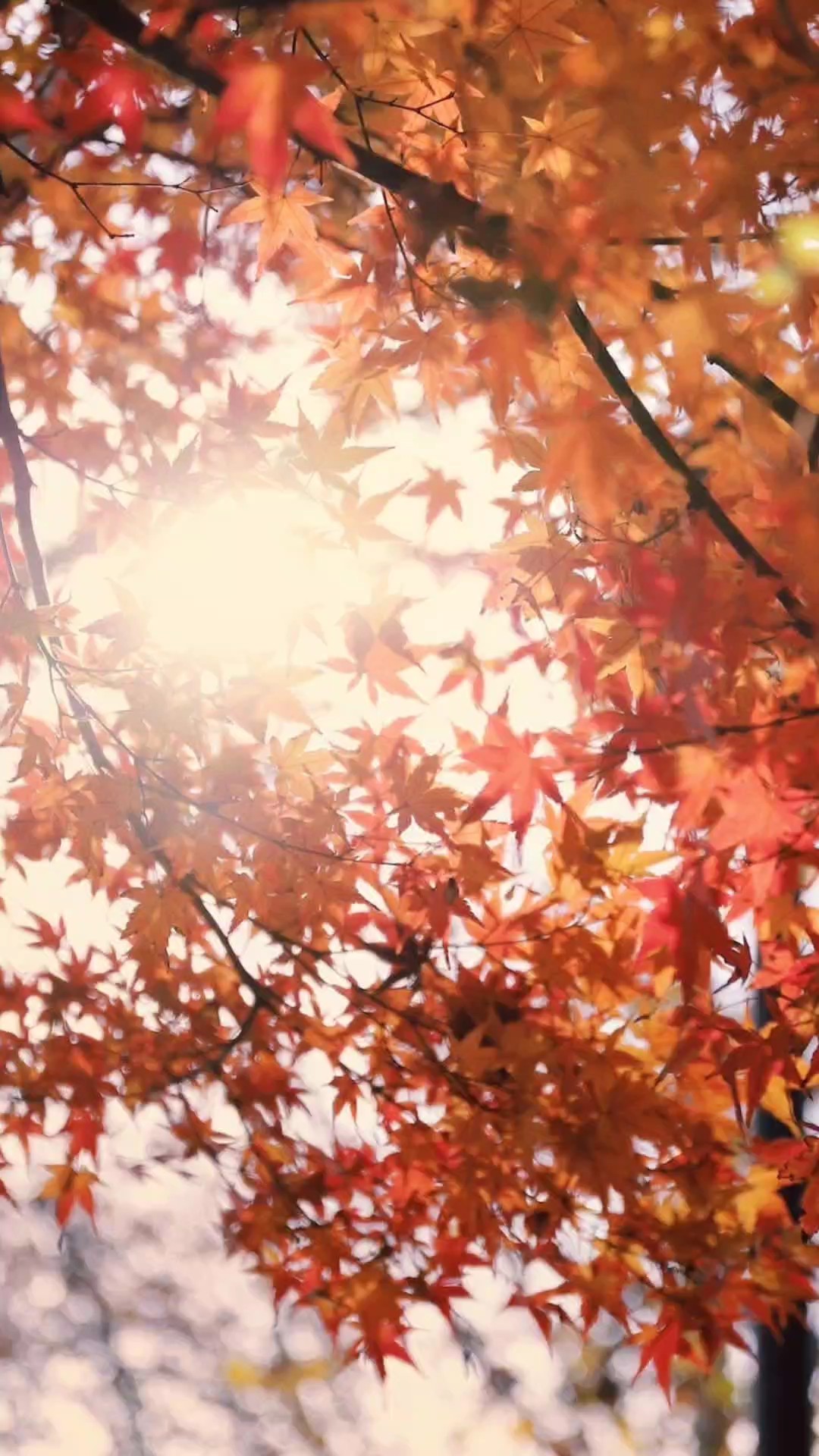 秋カラー  秋景色