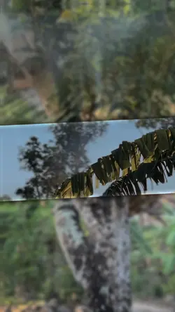 TOLONG DIKOCOKINDONG