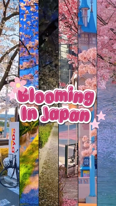 Blooming In Japan