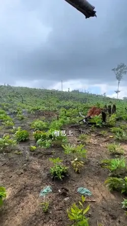 听音乐