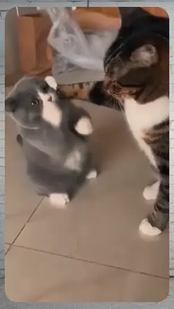 cat fighting