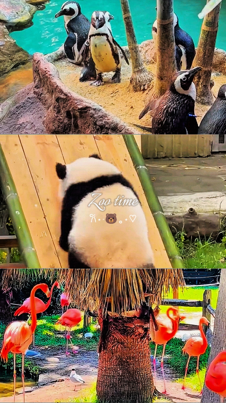 Zoo Time