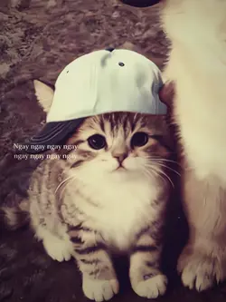 MẪU LYRICS STORY MÀU