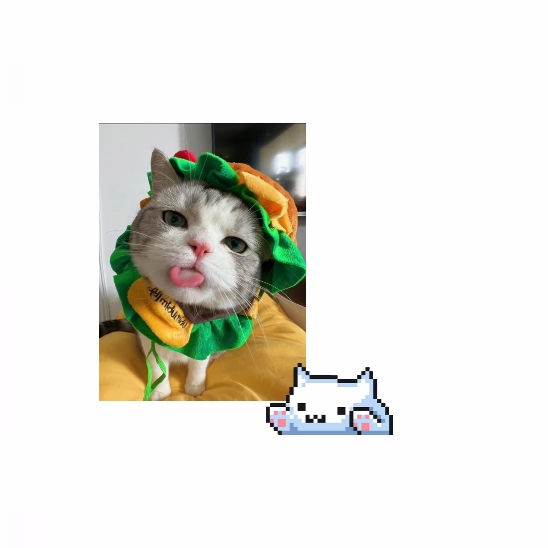 Hola gatitos 