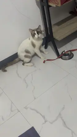 Makulit na pusa 