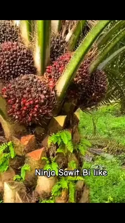story sawit 2024