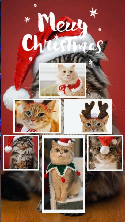 christmas tree & cat