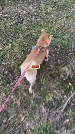 いぬっ、