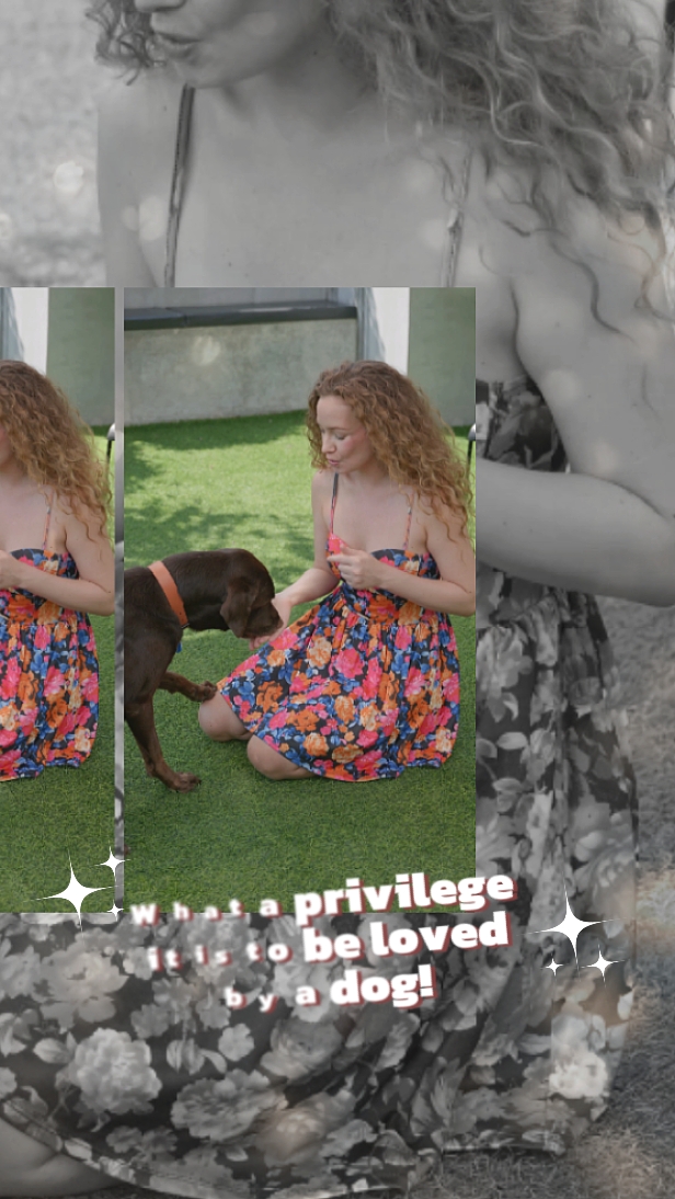 Amor de perro