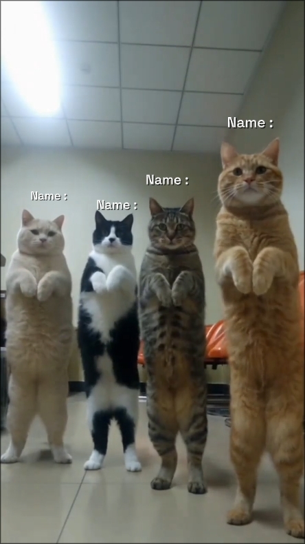 Tendencia del gato de baile