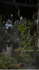 Lluvia hujan
