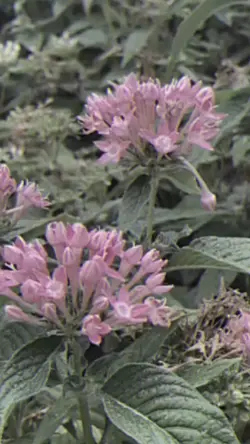 動画9個で作れる！