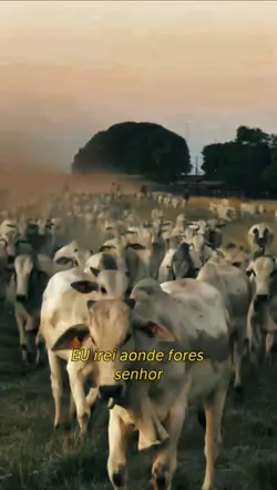 Eu te seguirei senho