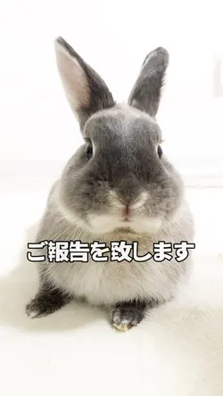 本日の報告します🐰