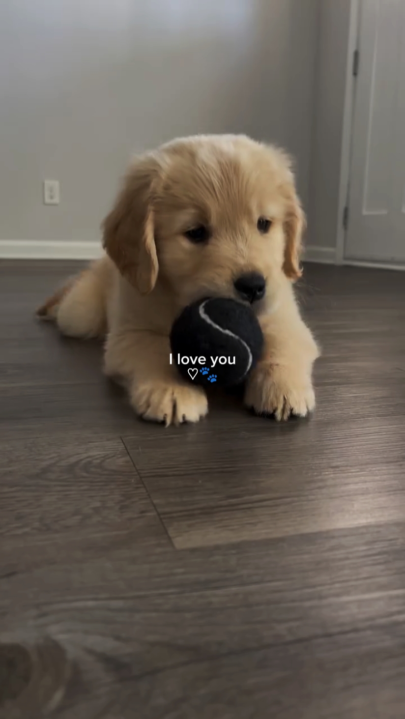 köpeğimi seviyorum 