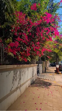 Hoa giấy rơi