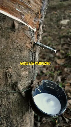 Getah murah | 