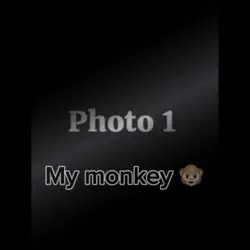 My monkey trend