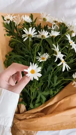 Spring Blossom
