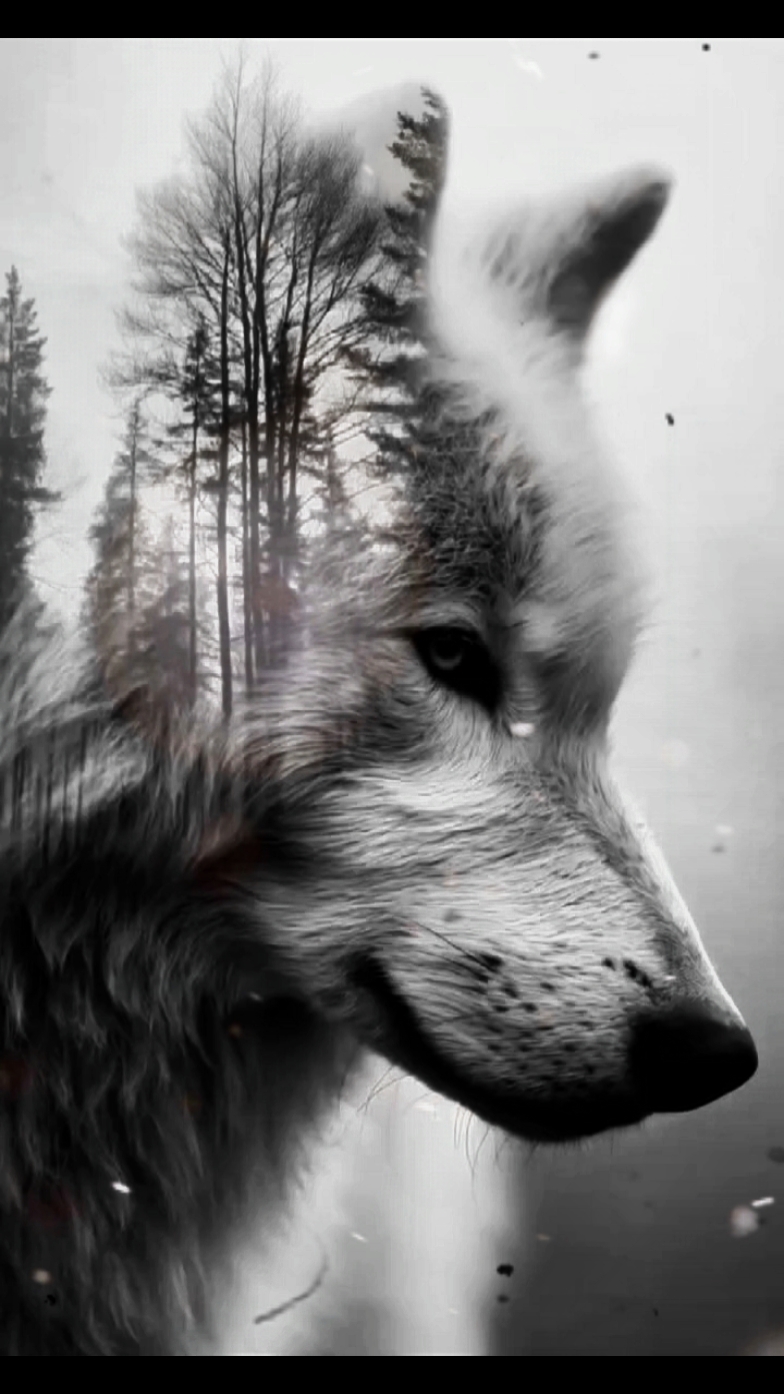 WOLF RUH 