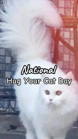 Hug Your Cat Day 