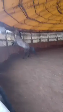 cabré cheval