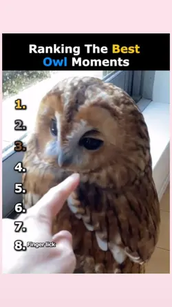 Owl Moments