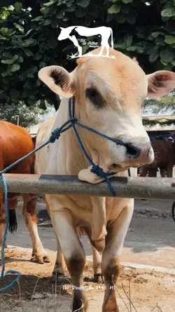 id Adha 2025 astetic