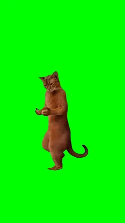 VIBING KITTEN