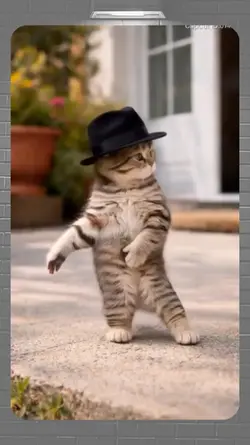 dancing cat