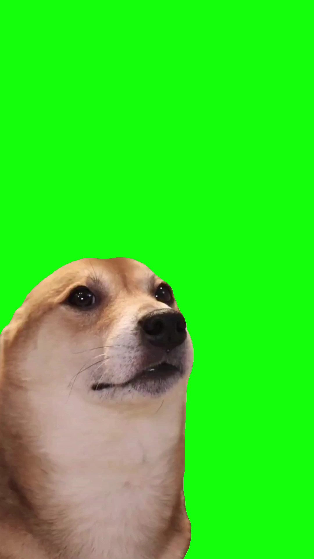 Hundetanz