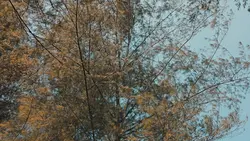 Cinematic voice over