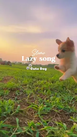 Pet dog สุนัขน่ารัก