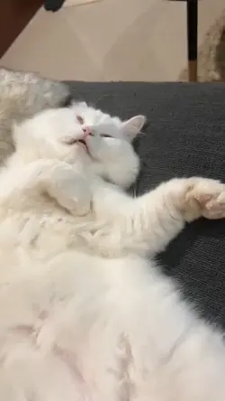 kucing