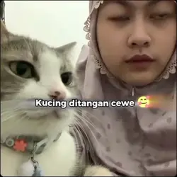 meme kucing 