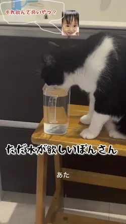 ほのぼの水飲み猫