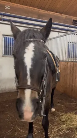 April idag på dressy