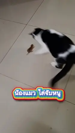 น้องแมวไล่จับหนู